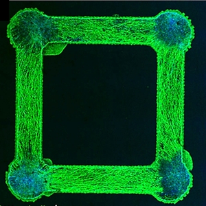 neural microphysiological systems