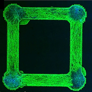 neural microphysiological systems