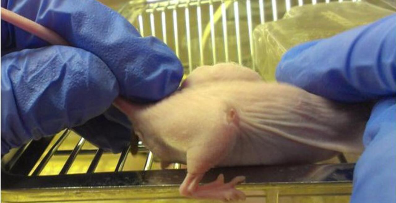 Mouse with Human thyroid cancer