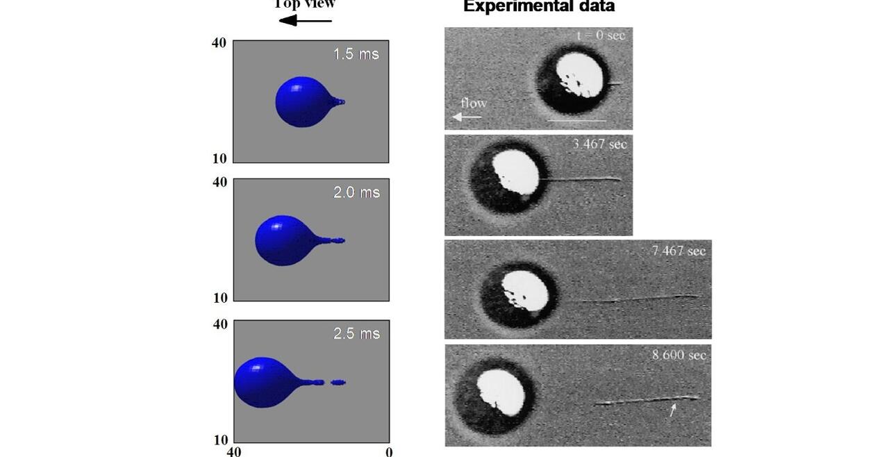 Computed vs. experimental shapes of rolling leukocytes
