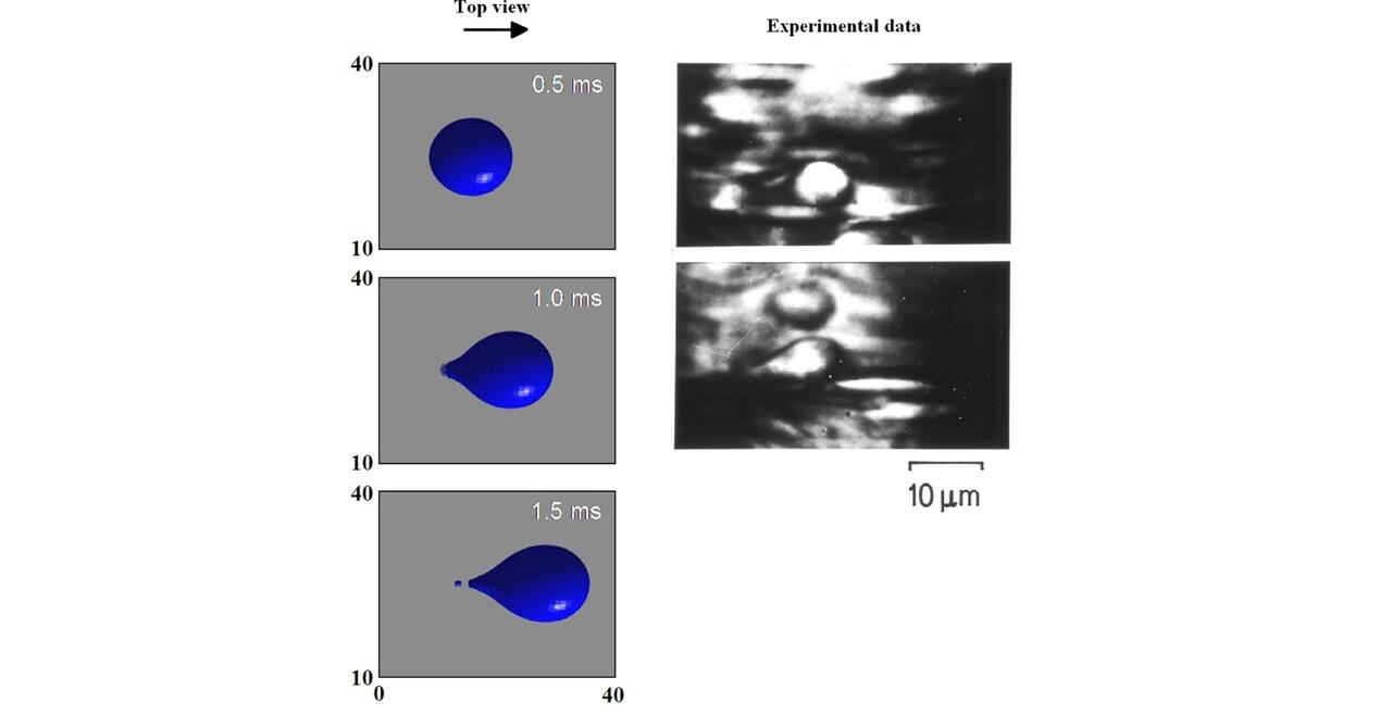 Computed and in vivo shapes of rolling leukocytes