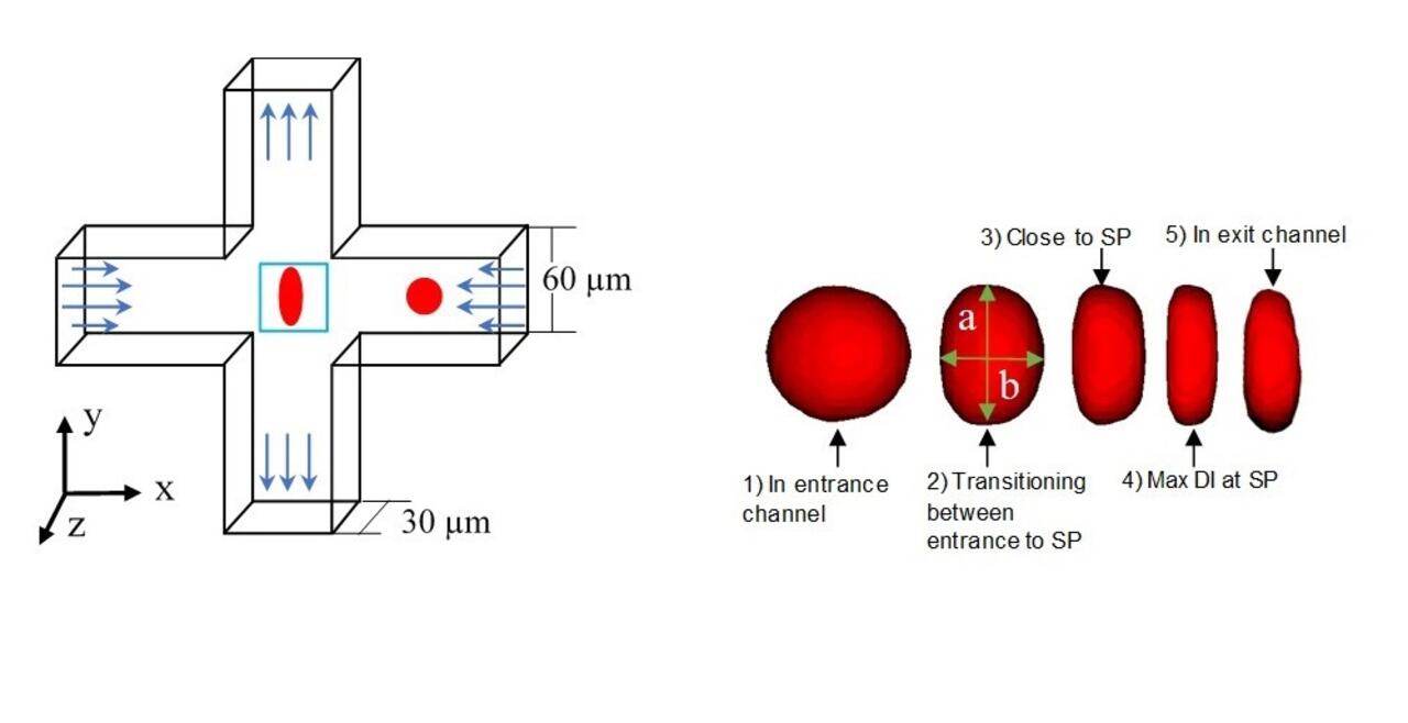 Geometry of the cross-flow channel and cell shapes