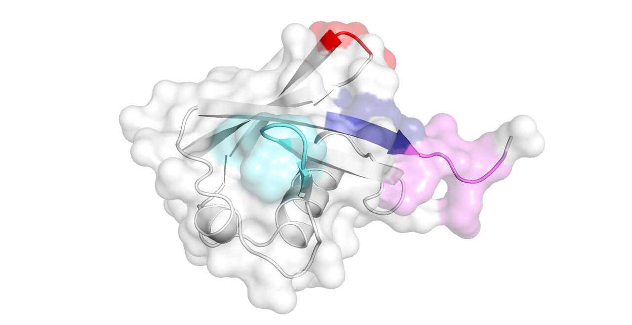peptide