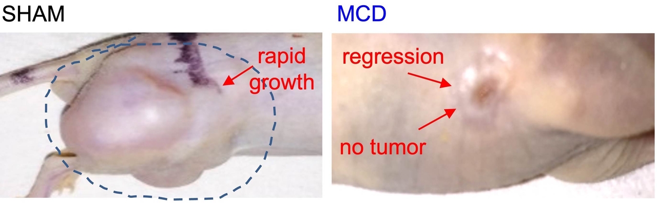 Mechanochemical disruption leads to complete tumor regression in vivo