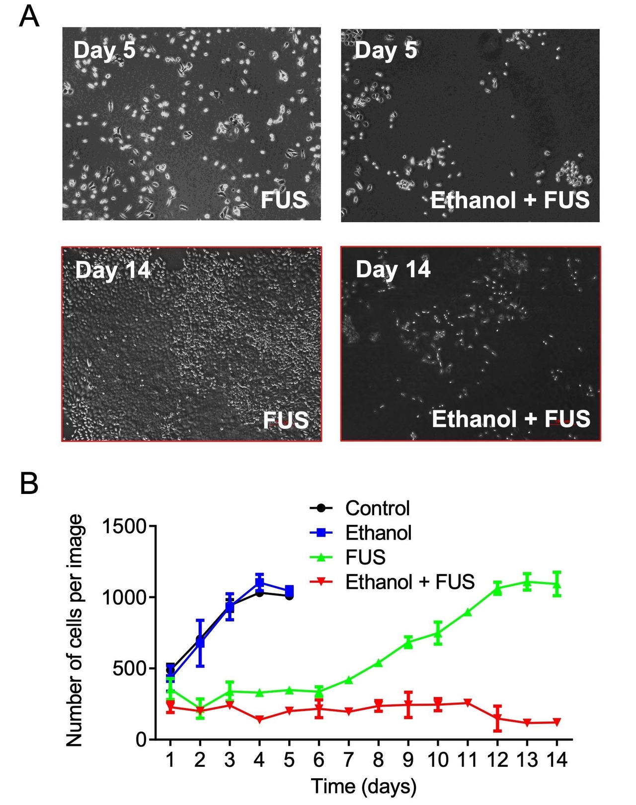 Prostate cancer cell proliferation
