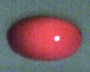 A levitated drop of blood oscillating during acoustic tweezing measurements