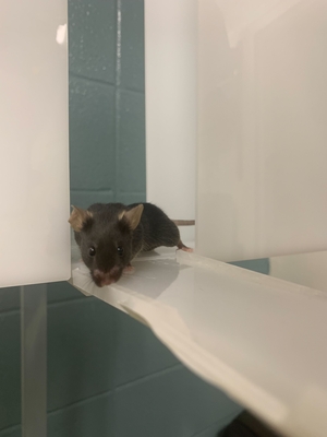 Mouse looking out the open arm of an elevated plus maze