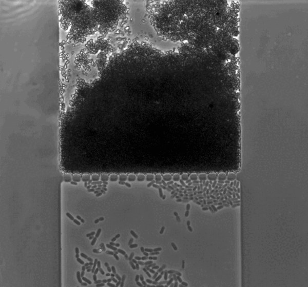 Microfluidics