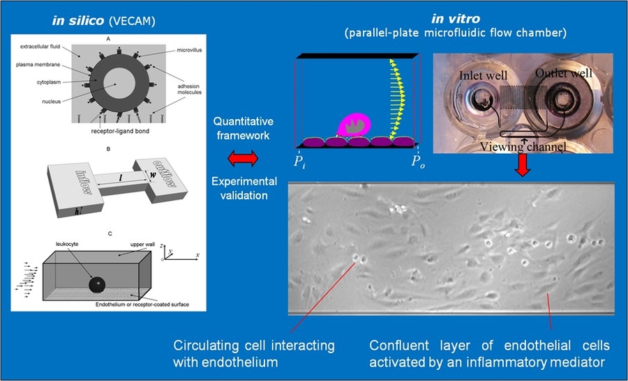 Our integrative experimental-computational approach
