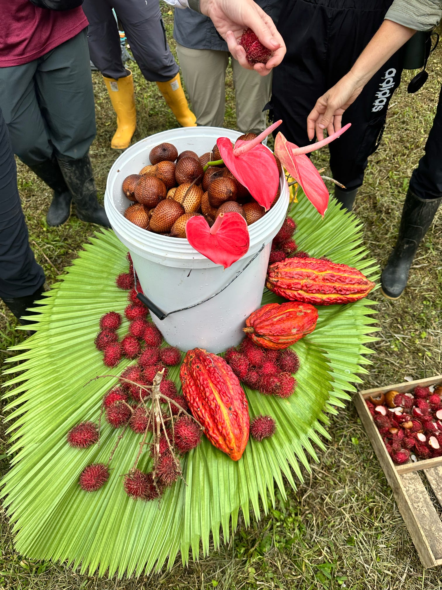 bucket of fruit