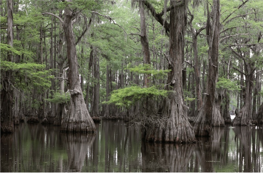 baldcypress