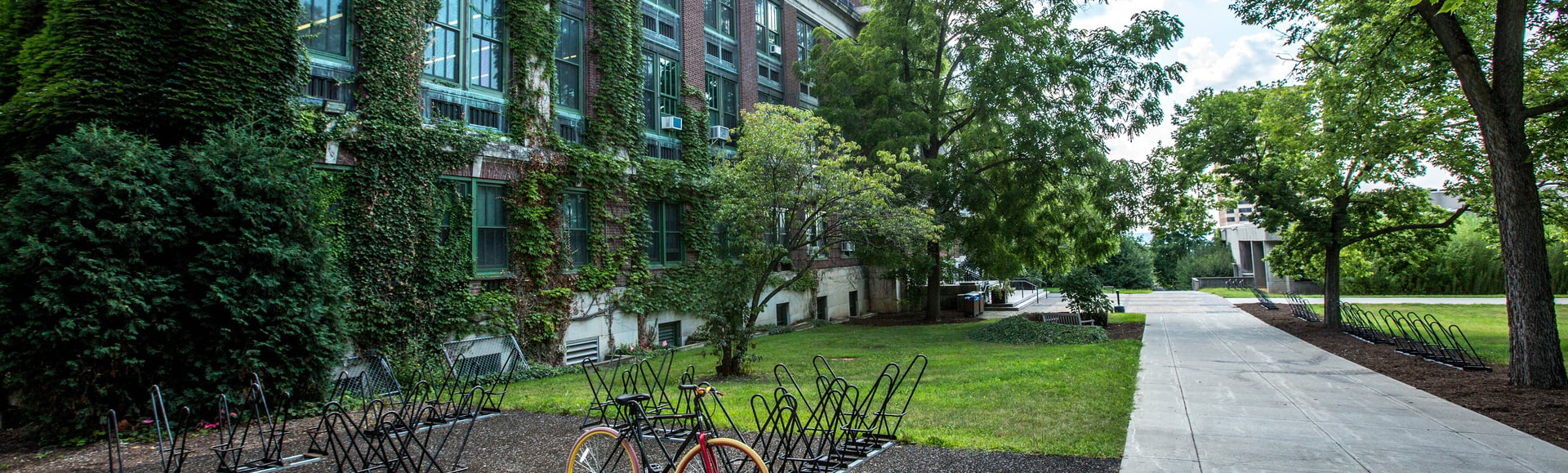 ivy covered building